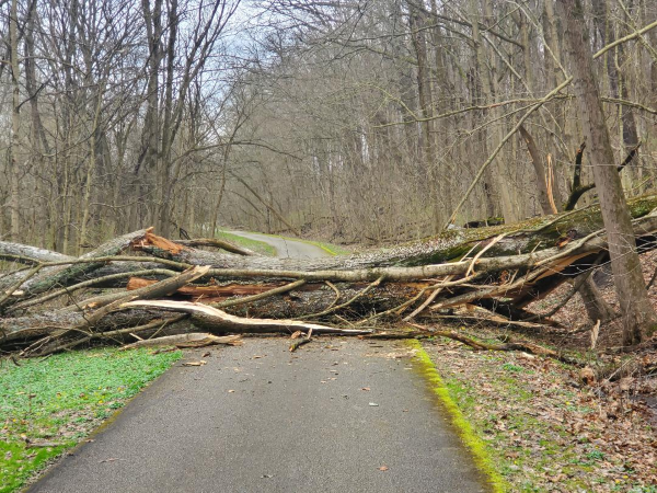 Deadfall on Trail 600